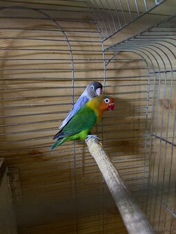 Agapornis mláďě - 9