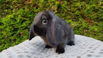 Zakrslý beránek, králíček, králík - PEGAS - 9
