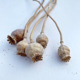 Sušené květiny - 9