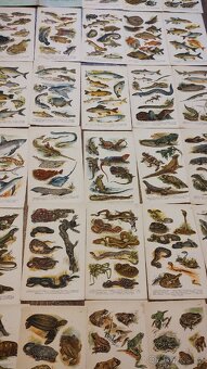 Atlas korbův příruční - 9