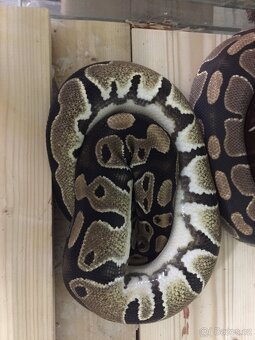 Epicrates cenchria cenchria a maurus,python regius - 9