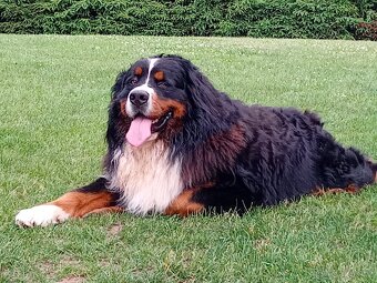 Krytí- Bernsky salašnický pes - 9