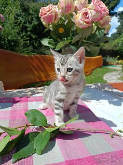 Předběžná Rezervace luxusní sněžná Bengálská koťáta s PP - 9