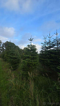 Vánoční stromky z kavkazské jídle, řezané 1,70-2,00 smre - 9