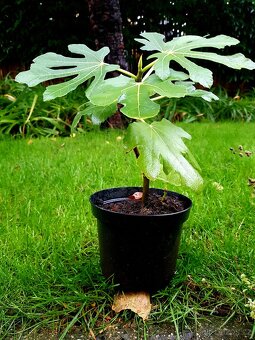 Fíkovník, Ficus Carica, Smokvoň, Brown Turkey, keře, stromky - 9