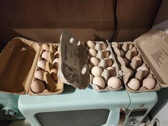 Ayam cemani násadova vejce a kuratka - 9