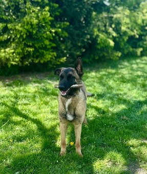 Belgický ovčák malinois bez PP - 9