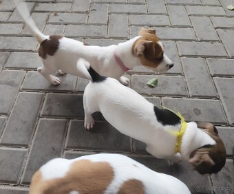 Jack Russell teriér - 9