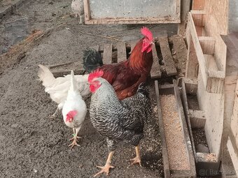 Prodám domácí kohouty a slepice - 9