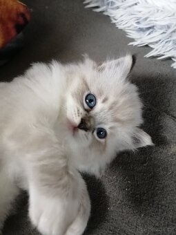 Ragdoll koťátka bez PP - 9