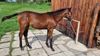 Letošní Furioso klisnička - 9