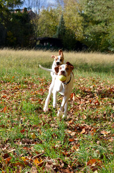 Pejsek a fenka_pointer_štěňátka_CHS z Mešinské hájovny - 9