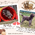 Lagotto romagnolo s PP - 9