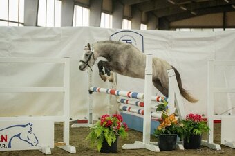 Welsh mountain Pony - 9