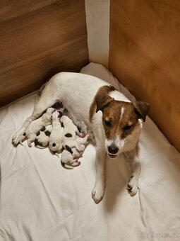 JACK RUSSELL - K REZERVACI - 9