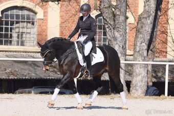 Připouštění plemenným hřebcem Welsh cob D - 9