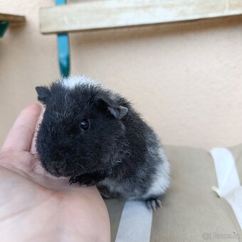 Morče US Teddy / morčata 1x samec 1x samička - 9