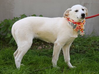 Caskaya hledá domov - 9