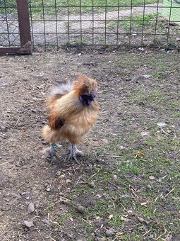 Prodej kohoutků (sebritka a hedvábnička) - 9