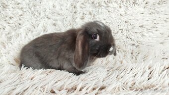 Zakrslý beránek, králíček, králík - DAN - 9