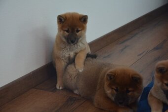 Shiba inu s průkazem původu - 9