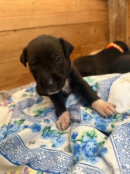 Štěňátka Border kolie a Labradora - 9