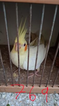 Korela chocholatá - 9