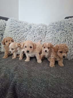 Maltipoo - 9