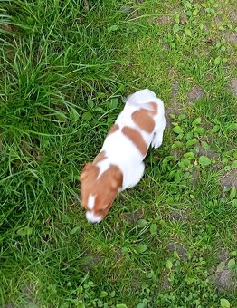 Jack russell terier krásný hnědobílý pejsek - 9