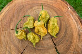 Chilli semena - Semínka chilli papričky • CERTIFIKOVANÁ • - 9