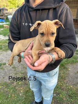 Americký pitbullterier - 9