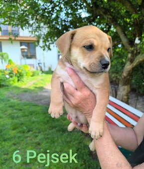 Štěňátka stafordšírskýho teriéra (amstaff) - 9