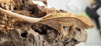 Pagekon řasnatý mláďata Correlophus ciliatus - 9