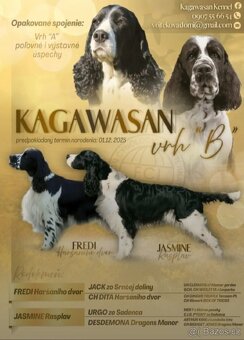 Anglický špringršpaněl s PP pes - 9