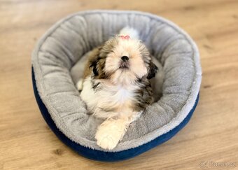 nejmilejší Shih-Tzu štěňátka - 9