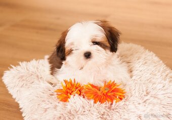 nejmilejší Shih-Tzu štěňátka - 9