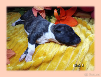 Whippet bez PP po obou rodičích s PP ( FCI). - 9