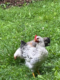 Prodej bio vajec - 9