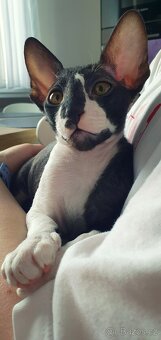Maciatka cornish rex s PP - 9