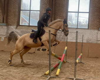 Klisna Rosa Kinská – krásná palomino - 9