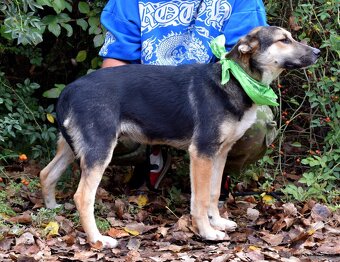 DOMINO K ADOPCI - 1 ROK, UČENLIVÝ,HODNÝ,ZVĚDAVÝv - 9