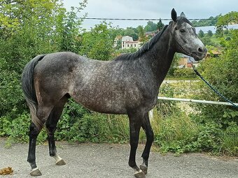 A1/1 7letý valach - 9