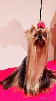 Dobby hledá lásku na celý život (jork, york, PP FCI) - 9