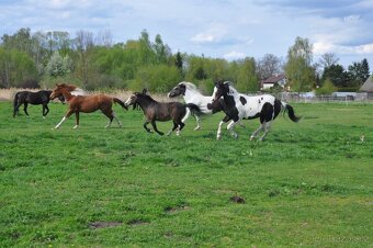 Welsh Moutain Pony kobylka s atraktivním zbarvením - 9