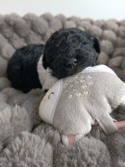 bischpoo ,,, toy pudl - 9