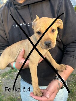 Americký Pitbullterier - 9