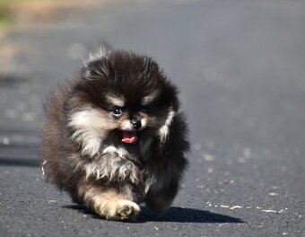 Pomeranian - 9