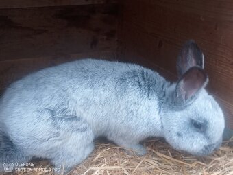 Prodám samce králíka VSS - 9