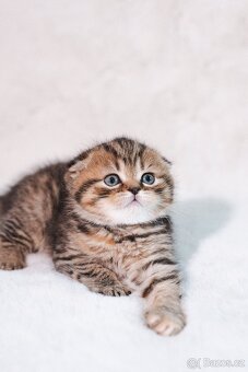 Scottish Fold a Scottish Straight - 9