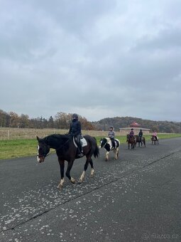 Prodám klisnu Irský cob - Quentina Vrbická IV - 9